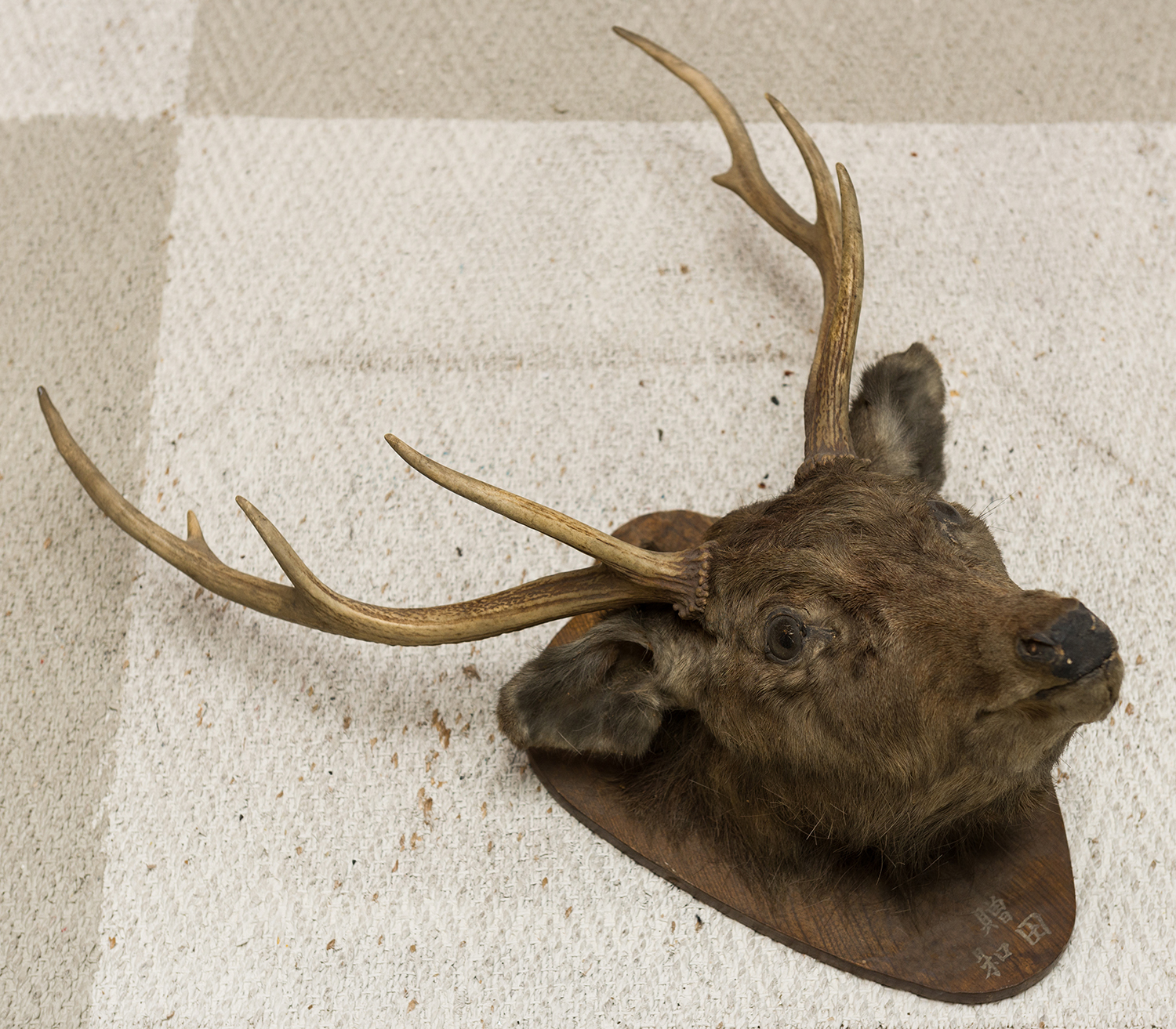 Appraisal: A TAXIDERMIED MOUNTED JAPANESE SIKA DEER h x w x