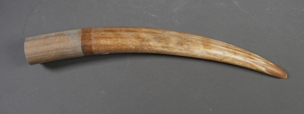 Appraisal: Fossilized walrus ivory tusk with variegated shades Tusk could be