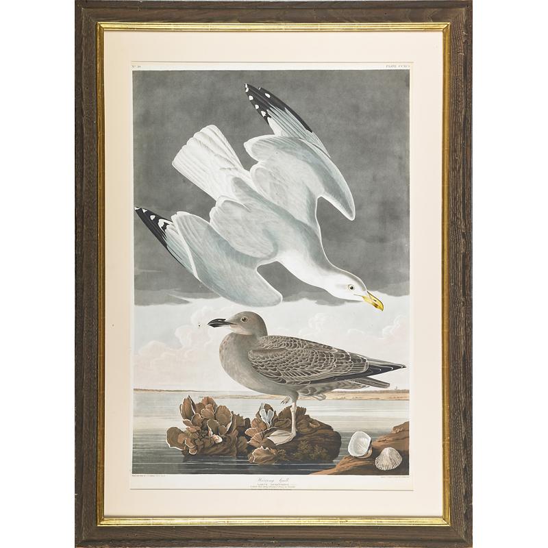 Appraisal: AFTER JOHN JAMES AUDUBON BY ROBERT HAVELL Hand-colored engraving Herring