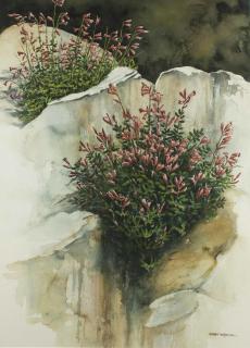 Appraisal: Robert Reynolds Watercolor Sierra Penstemon Framed Robert Reynolds b watercolor