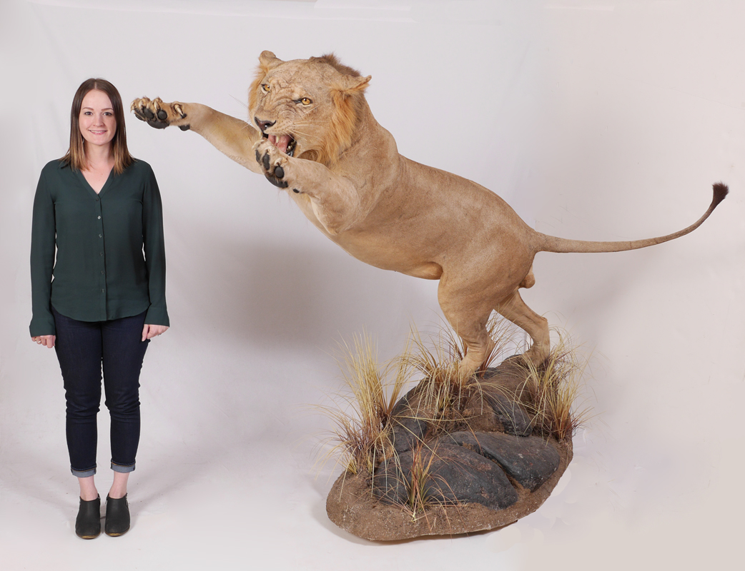 Appraisal: LARGE FULL BODY TAXIDERMY ATTACKING LION MOUNT Nicely mounted full