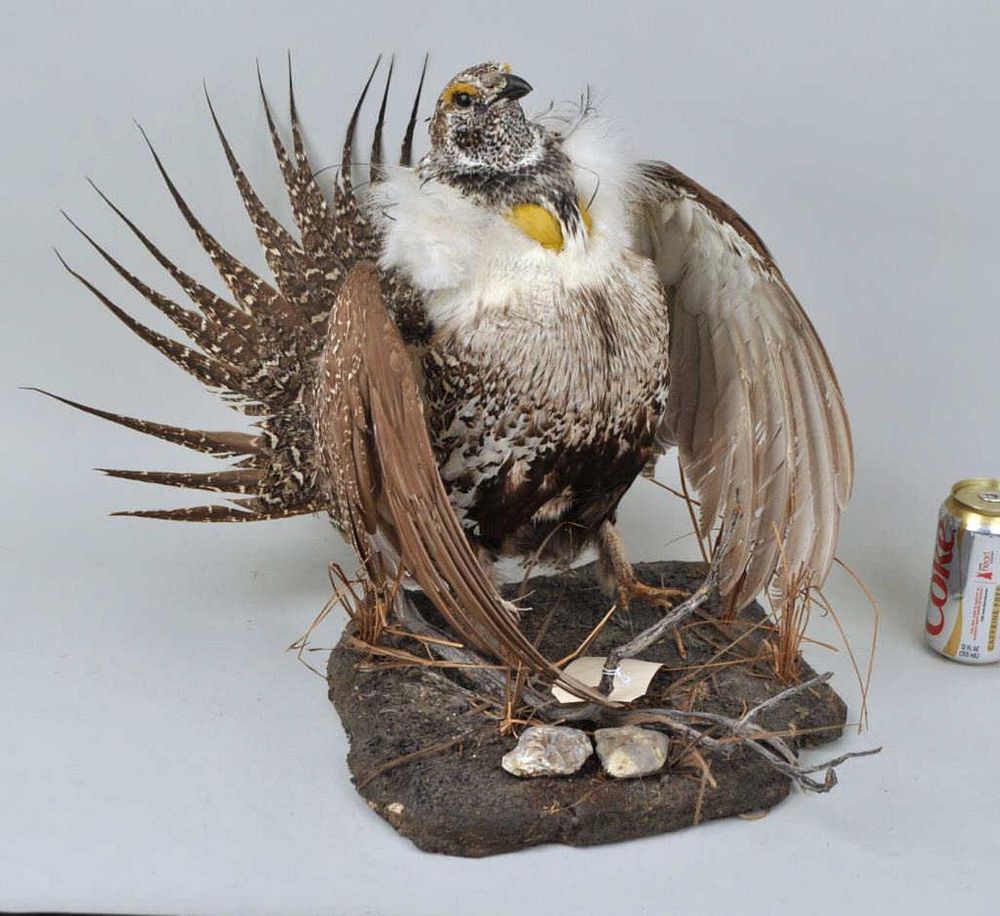 Appraisal: Ruffed Grouse Taxidermy Mount high long deep Losses to toes