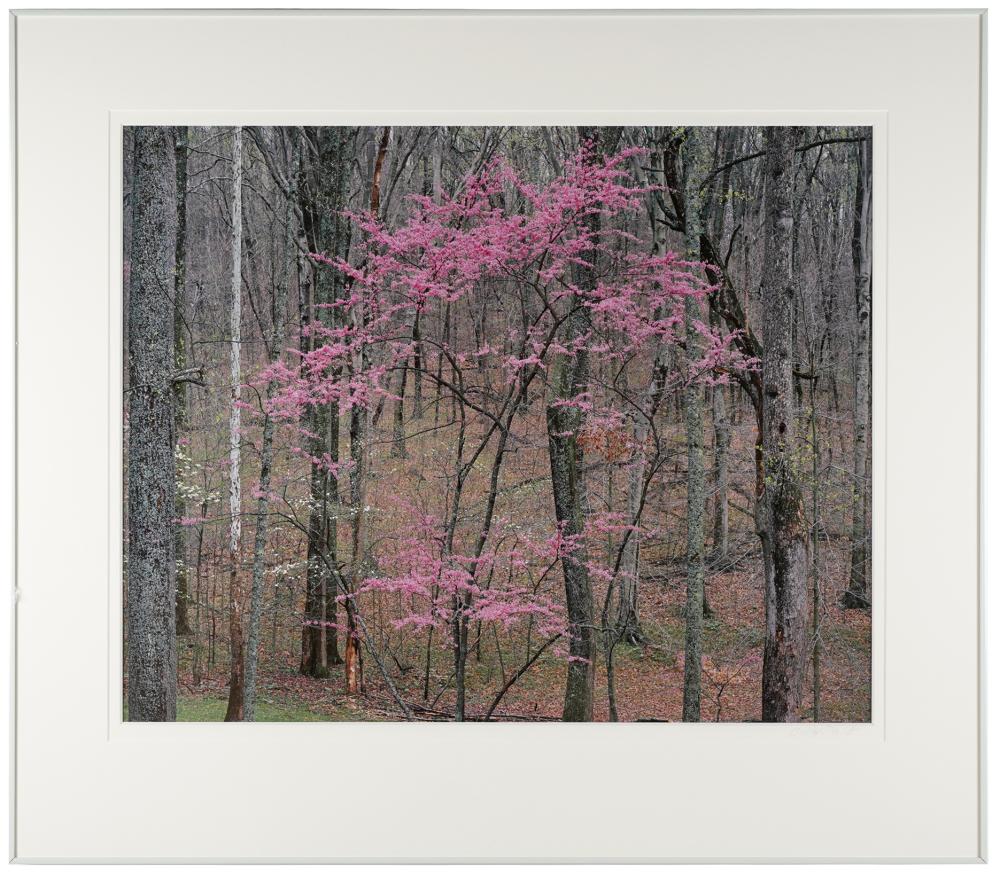 Appraisal: CHRISTOPHER BURKETT B FLOWERING REDSAP KENTUCKY photograph pencil-signed to mat