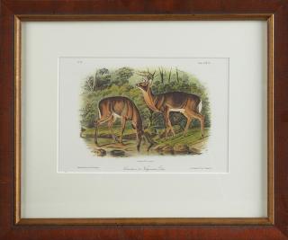 Appraisal: John James Audubon - Common or Virginian Deer th c