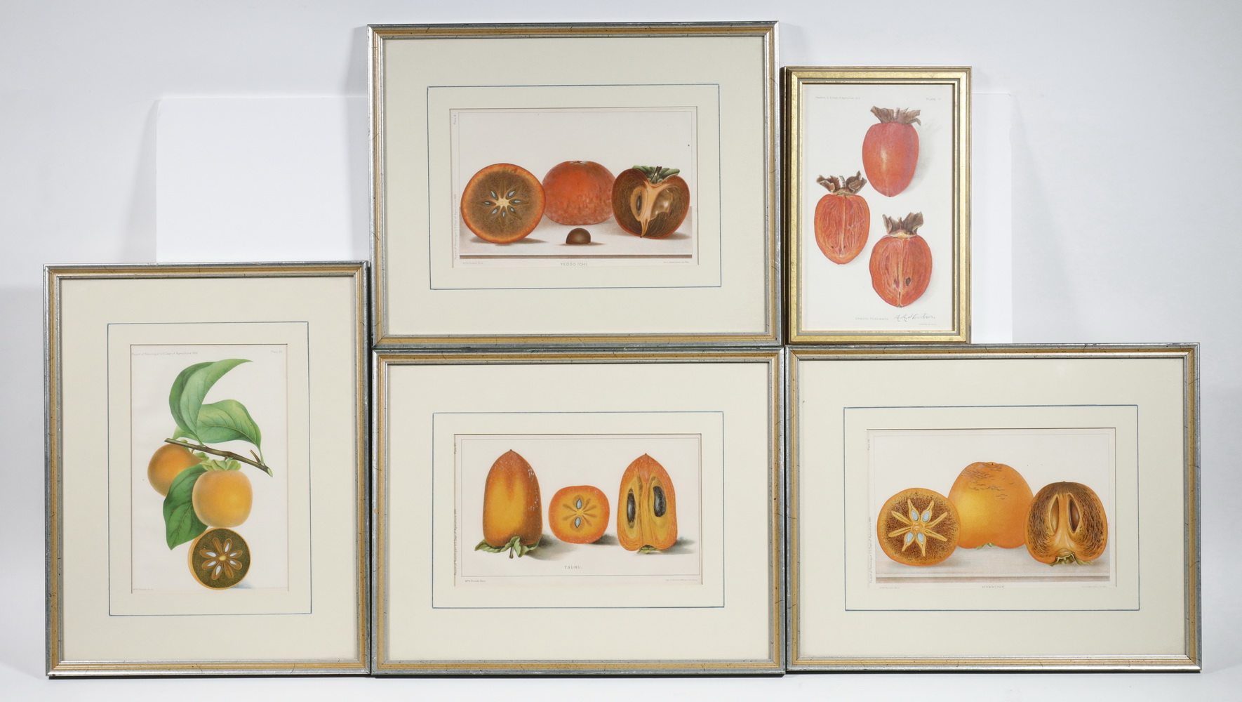 Appraisal: CHROMOLITHO FRUIT PRINTS FRAMED Including Four from the Report of