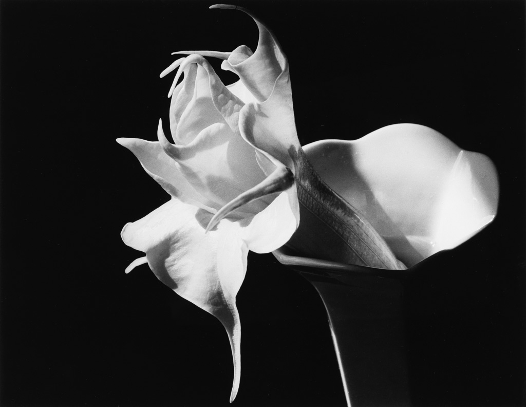 Appraisal: IMOGEN CUNNINGHAM - Datura Silver print the image measuring x