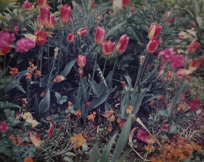 Appraisal: STEPHEN SHORE b GIVERNY RED YELLOW TULIPS Cibachrome print x