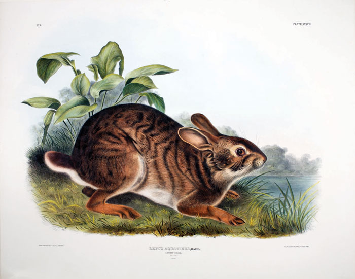 Appraisal: SWAMP HARE NO PLATE XXXVII FROM quot THE VIVIPAROUS QUADRUPEDS