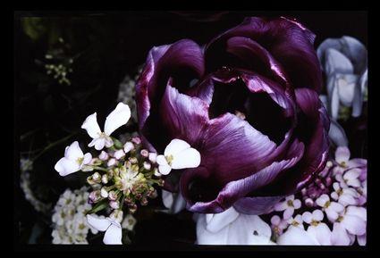 Appraisal: NOBUYOSHI ARAKI b UNTITLED FROM THE SERIES KAKYOKU Metallic print