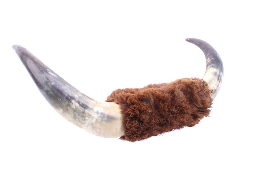 Appraisal: Early 's Beaver Wrapped Longhorn Steer Horns Offered in this