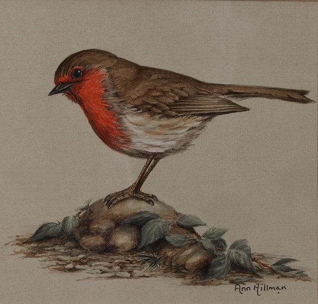 Appraisal: ANN HILLMAN TH CENTURY A robin perched on a rock