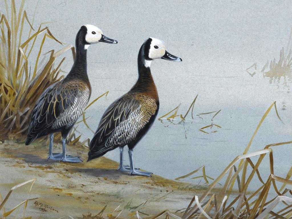 Appraisal: PHILIP RICKMAN - WHITE-FACED WHISTLING DUCKS signed and dated watercolour