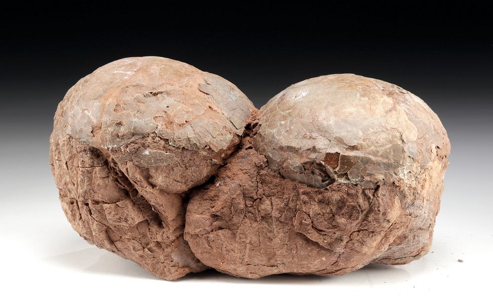 Appraisal: Chinese Cretaceous Fossilized Hadrosaur Eggs pr East Asia China Henan