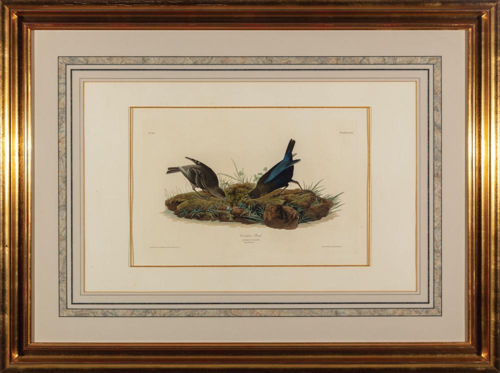 Appraisal: John James Audubon American - Cowpen Bird Plate XCIX hand-colored