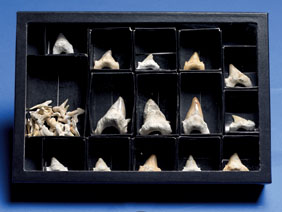 Appraisal: A COLLECTION OF RARE FOSSIL SHARK TEETH WITH PATHOLOGIES Otodus