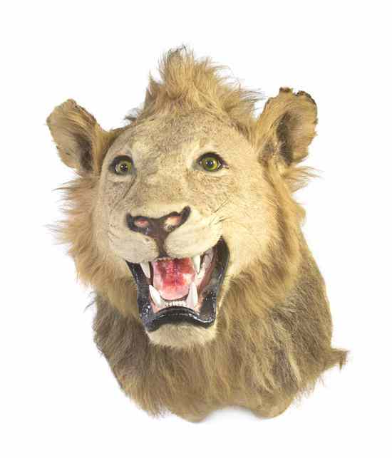 Appraisal: A Taxidermy African Lion Shoulder Mount Height inches