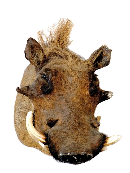 Appraisal: Taxidermy warthog specimen head mount H Other Notes Purchasers are