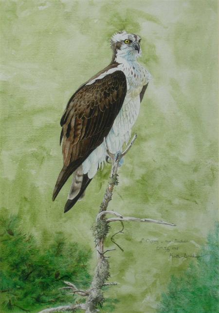 Appraisal: KEITH BROCKIE BRITISH B AN OSPREY NEAR DUNKELD Signed inscribed