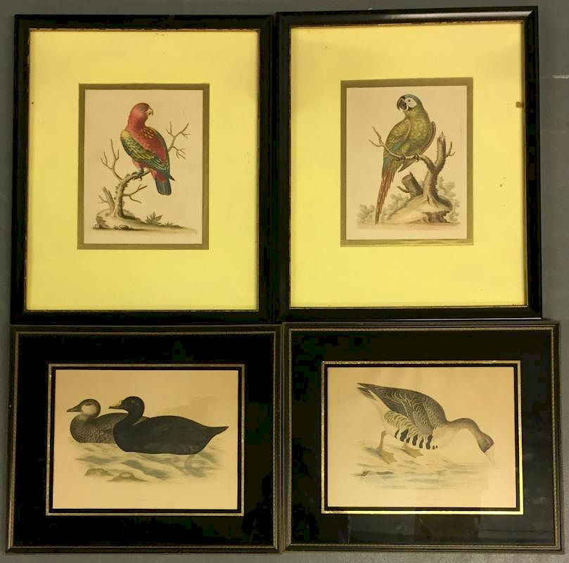 Appraisal: Two Early Edwards Parrot Handcolored Engravings Two early Edwards parrot