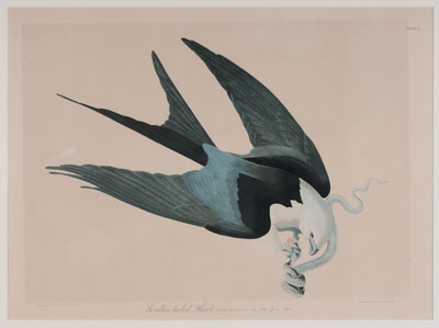 Appraisal: After John James Audubon New York - Swallow-Tailed Hawk Plate