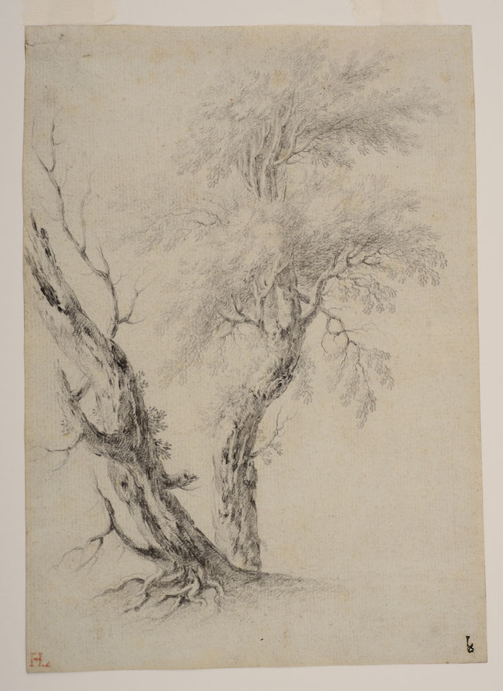 Appraisal: EUROPEAN SCHOOL STUDY OF A TREE Pencil on paper inscribed