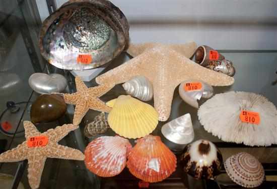 Appraisal: Assorted starfish coral and shells Estimate - No condition report