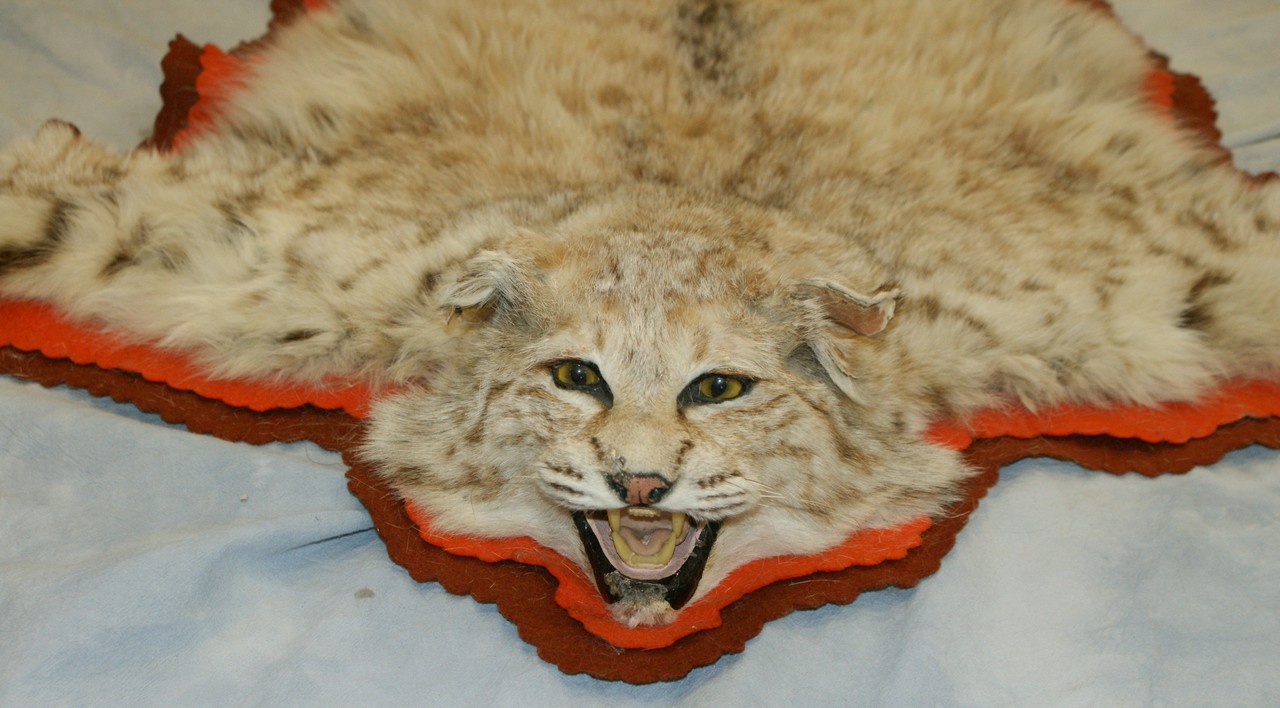 Appraisal: Bobcat or lynx full body rug