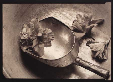 Appraisal: IZU KENRO - Still-Life Platinum-palladium print x inches x cm