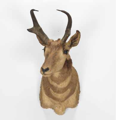 Appraisal: A Mounted Antelope Head Trophy Taxidermy full head with antlers