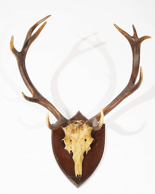 Appraisal: A SET OF POINT DEER ANTLERS mounted on an oak