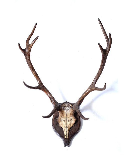 Appraisal: A SET OF TEN POINT DEER ANTLERS mounted on an