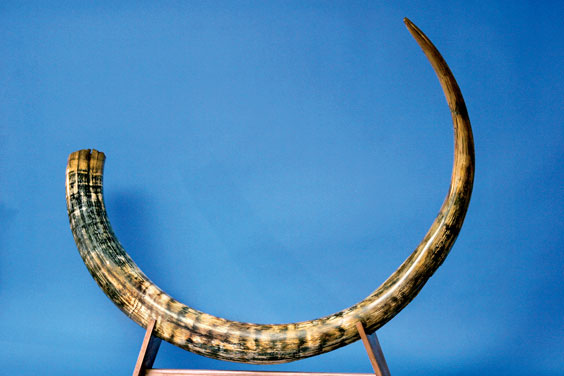 Appraisal: A HUGE WOOLLY MAMMOTH TUSK Mammuthus primigenius Pleistocene Yakutia Russia