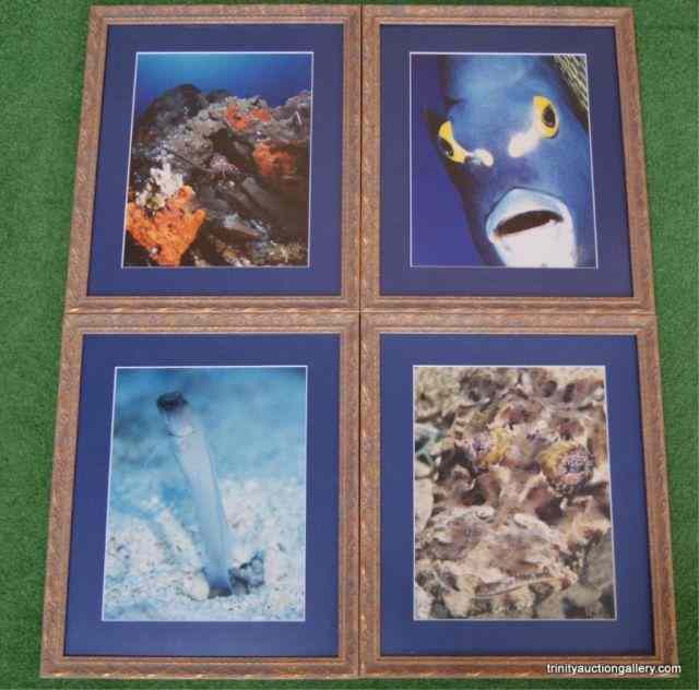 Appraisal: Signed Underwater photographs FramedThis is for beautiful underwater photographs of