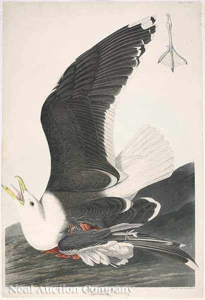 Appraisal: John James Audubon American - Black Backed Gull Plate hand-colored