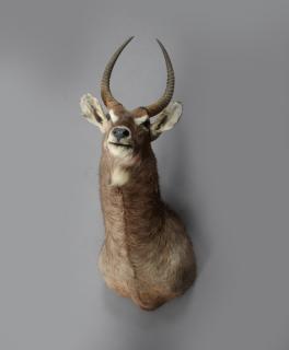 Appraisal: Large Taxidermied Mount of an Eyland H - in W