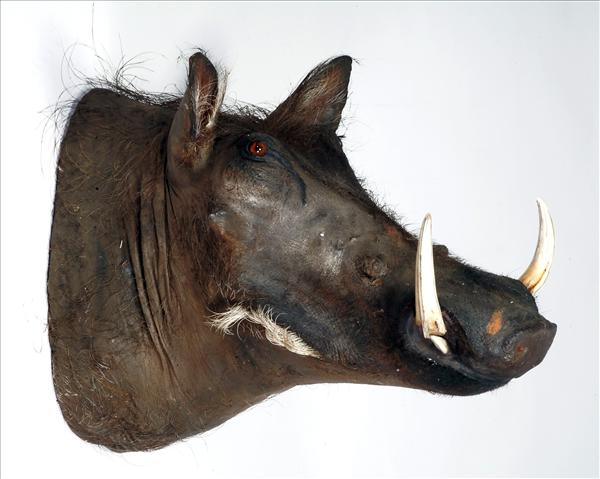 Appraisal: A wall mounted warthog mask cm in length see illustration