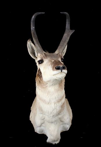 Appraisal: Montana Pronghorn Taxidermy Trophy Shoulder Mount Provided for your consideration