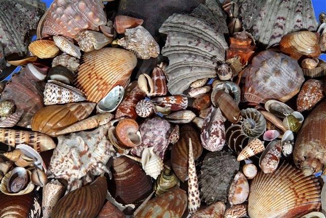 Appraisal: A COLLECTION OF A LARGE NUMBER OF VARIOUS SEA SHELLS