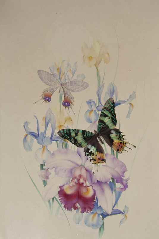 Appraisal: Detmold Edward Julius Butterflies and Irises watercolour over pencil x