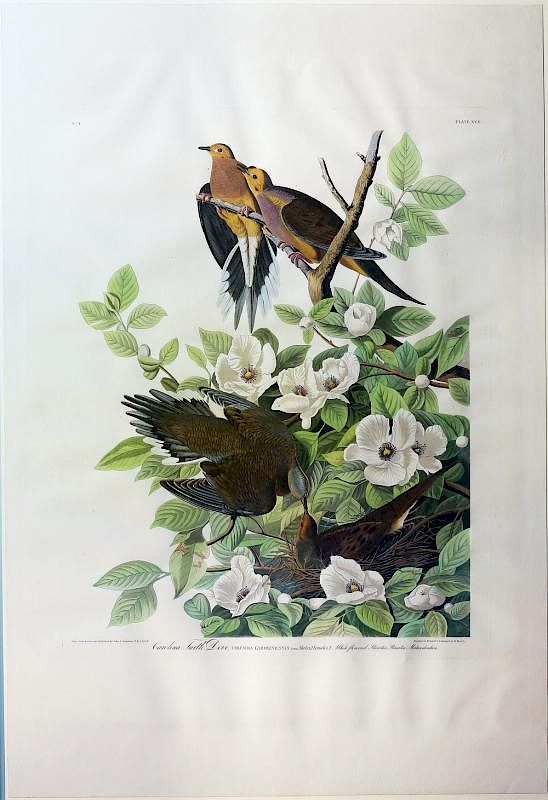 Appraisal: Audubon Aquatint Engraving Turtle Dove Turtle Dove Plate John James