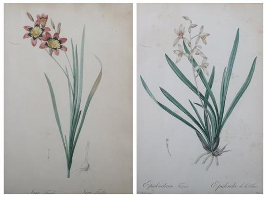 Appraisal: PIERRE JOSEPH REDOUT French - IXIA TRICOLOR and EPIDENDRUM FINENSE