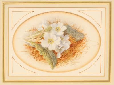 Appraisal: Mary Elizabeth Duffield - Study of Primroses oval watercolour cm