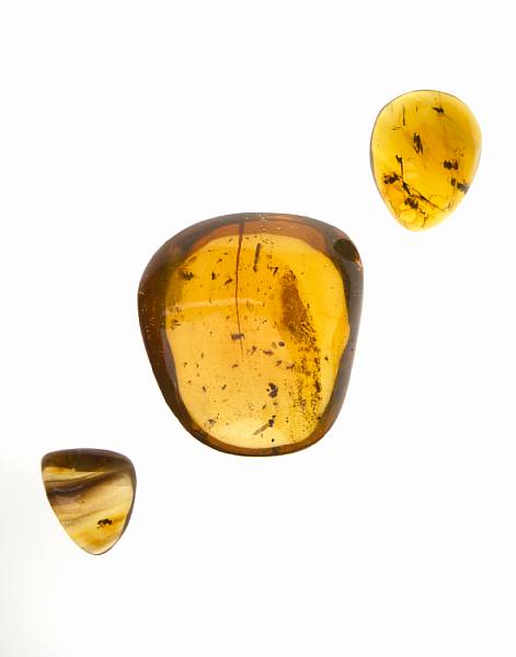 Appraisal: Three Amber Specimens with Bees Proplebeia dominicana Oligocene La Toca