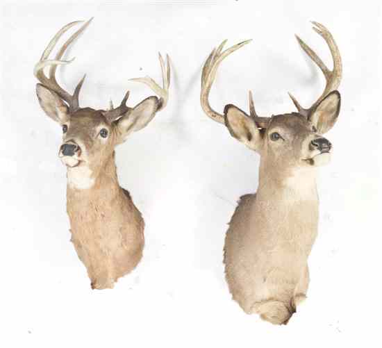 Appraisal: Two Taxidermy Wall Mounts each a buck together with a