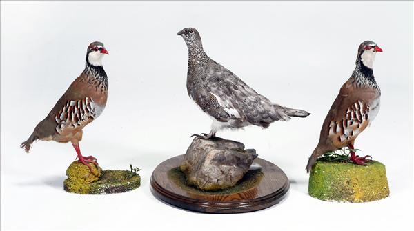 Appraisal: A pair of red-legged partridge and a grouse see illustration