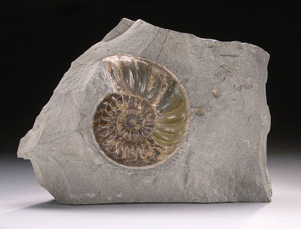 Appraisal: English Ammonite on Matrix Asteroceras obtusum Lias Early Jurassic England