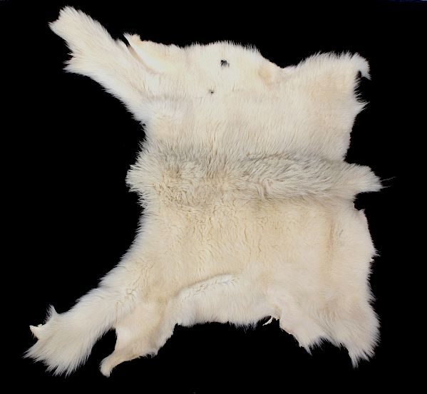 Appraisal: Montana Mountain Goat Taxidermy Rug This is a fur or