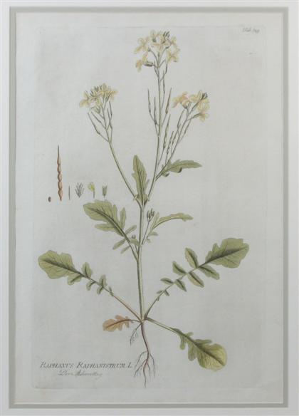 Appraisal: Eight hand-colored engravings of flowerssydenham edwards london early th century