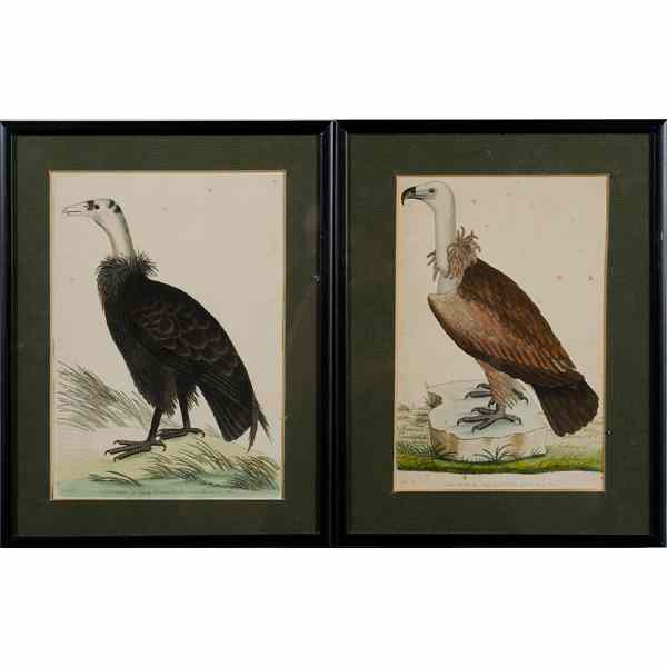 Appraisal: th Century Ornithological Hand-Colored Prints by F P Nodder Set