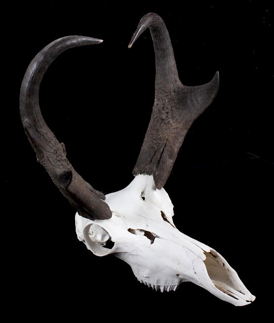 Appraisal: Montana Pronghorn Antelope Euro-Mount Included in this lot we have